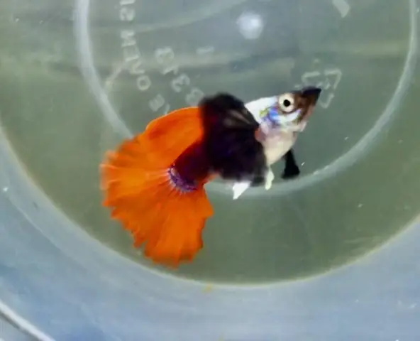 Cá Bảy Màu Nguyễn Phát