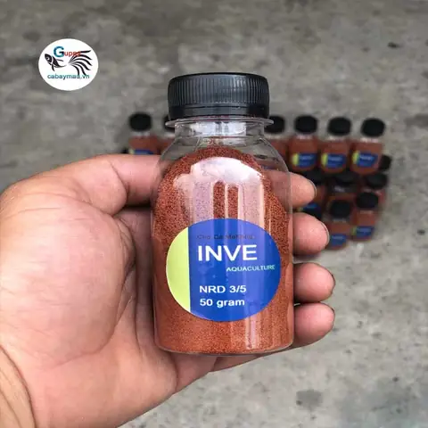 Cách Chăm Sóc Cá Bảy Màu Rồng Xanh Indo