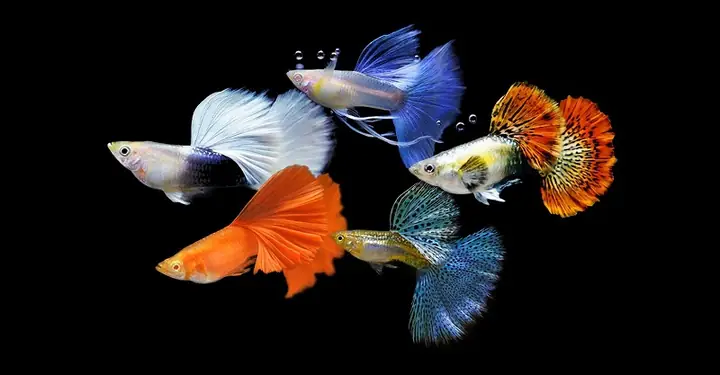 Cả Bảy Màu Dễ Sống Nên Được Nhiều Người Lựa Chọn Để Nuôi Cảnh