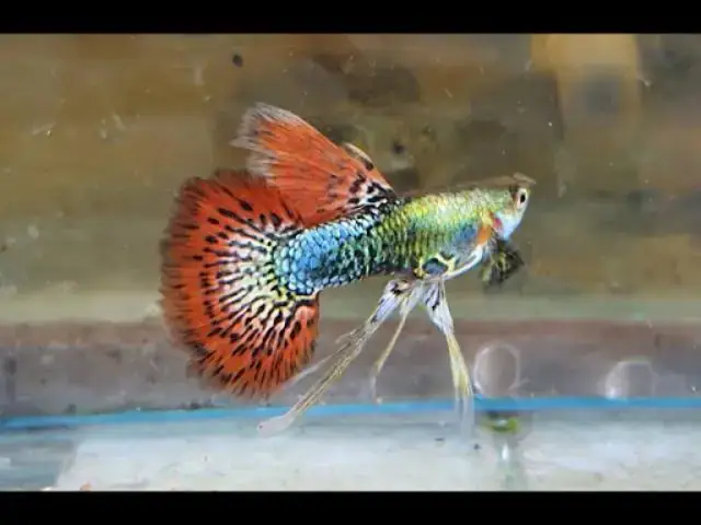 Nguyên Nhân Cá Bảy Màu Tắc Đẻ Thường Gặp