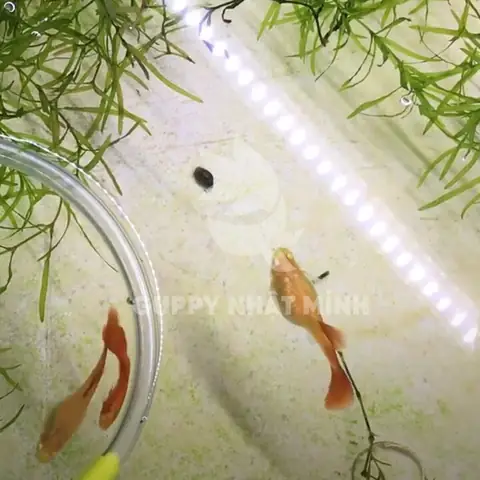 Cá Bảy Màu Tắc Đẻ