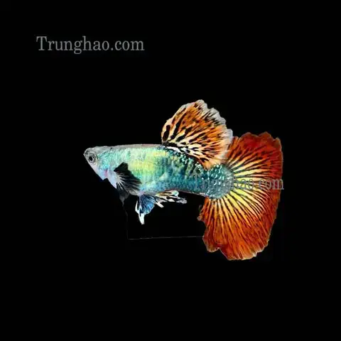 Khám Phá Nguồn Gốc Và Đặc Điểm Nổi Bật Của Cá Bảy Màu Thái Đỏ