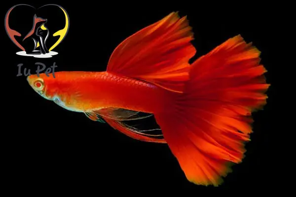 Cá Bảy Màu Thái Đỏ: Đặc Điểm, Chăm Sóc & Bảo Tồn