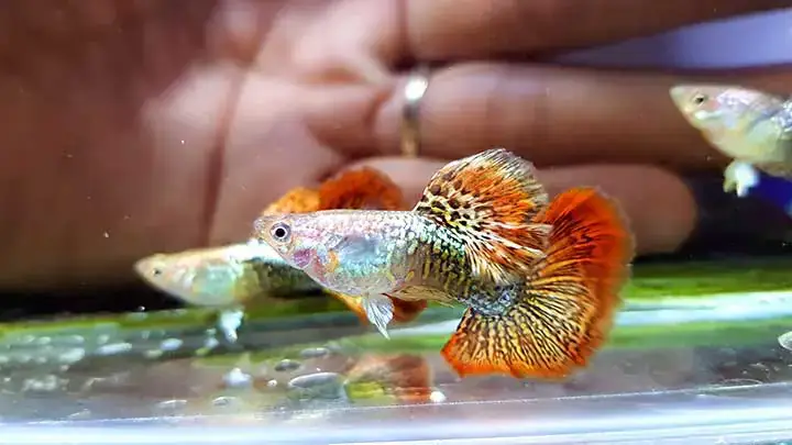 Phòng Ngừa Và Điều Trị Bệnh Thường Gặp Ở Cá Bảy Màu Thái Đỏ