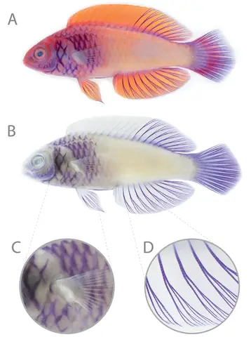 Các Nhà Khoa Học Đã Thu Thập Mẫu Vật C. Finifenmaa Đầu Tiên Vào Năm 1990, Nhưng Sự Giống Nhau Của Nó Với C. Rubrisquamis Có Nghĩa Là Các Chuyên Gia Không Công Nhận Loài Cá Này Là Một Loài Riêng Biệt.