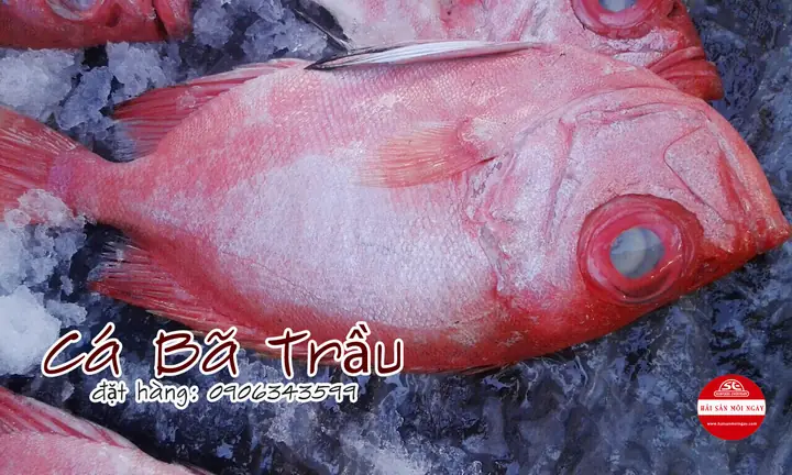 Cá Bã Trầu | Hải Sản Mỗi Ngày