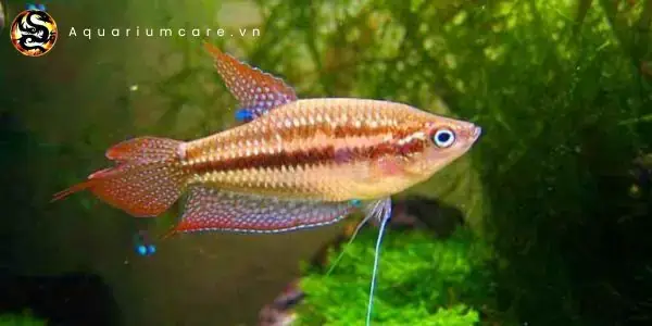 Chế Độ Dinh Dưỡng Và Cách Cho Ăn