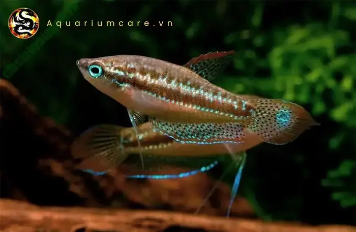 Nguồn Gốc Và Đặc Điểm Ngoại Hình Cá Bảy Trầu Đá