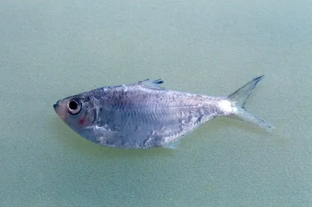 Cá Bẹ Tiếng Anh Là Gì? Tất Tần Tật Về Cá Bẹ: Đặc Điểm, Môi Trường Sống Và Giá Trị