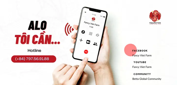 Cá Betta Bị Đốm Trắng