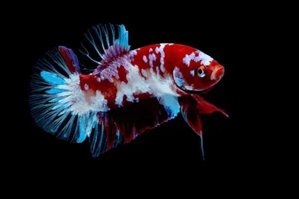 Cách Khắc Phục Tình Trạng Cá Betta Bị Nhạt Màu Cách Khắc Phục Tình Trạng Cá Betta Bị Nhạt Màu