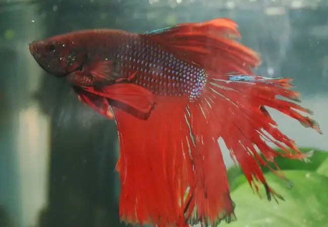 Chia Sẻ Kinh Nghiệm Chữa Khỏi Bệnh Thối Vây Cho Cá Betta Chia Sẻ Kinh Nghiệm Chữa Khỏi Bệnh Thối Vây Cho Cá Betta