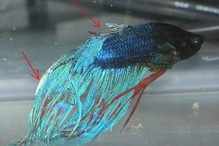 Những Nguyên Nhân Chính Gây Ra Bệnh Thối Vây Ở Cá Betta Những Nguyên Nhân Chính Gây Ra Bệnh Thối Vây Ở Cá Betta