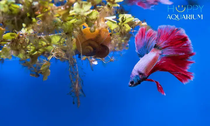 Cách Điều Trị Cá Betta Bị Tróc Vảy Hiệu Quả