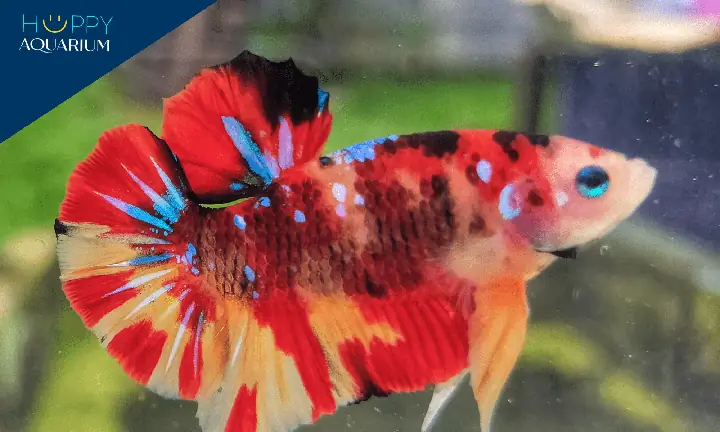 Bỏ Túi 5 Loại Thức Ăn Cho Cá Betta Lên Màu Đẹp