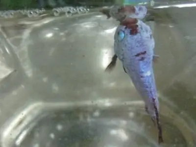 Vì Sao Cá Betta Bơi Đứng? Nguyên Nhân & Cách Điều Trị