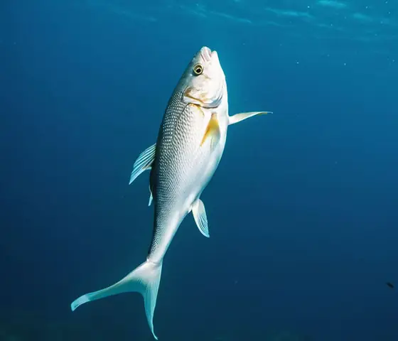 Vì Sao Cá Betta Bơi Đứng? Nguyên Nhân & Cách Điều Trị