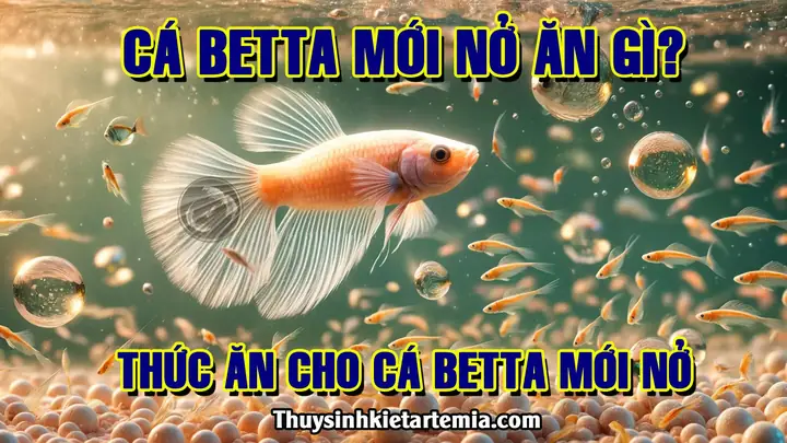 Cá Betta Mới Nở Ăn Gì? Thức Ăn Cho Cá Betta Mới Nở