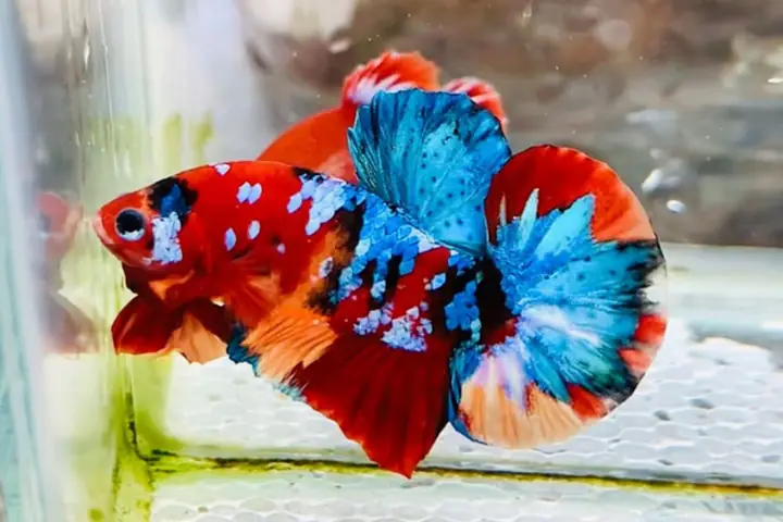 Khám Phá Cách Nuôi Cá Betta Bột - Kỹ Thuật Chuyên Sâu
