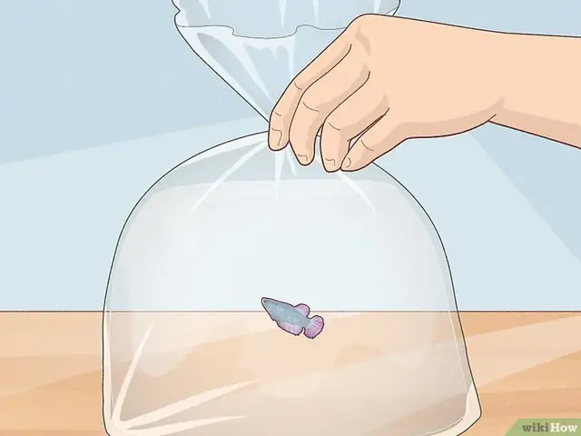 Câu Hỏi 1: Nuôi Cá Betta Có Cần Oxy Không?