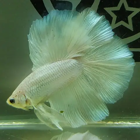 Hướng Dẫn Chọn Mua Cá Betta Đẹp Tại Hcm