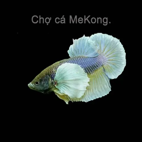 Cá Betta Dumbo Dứa