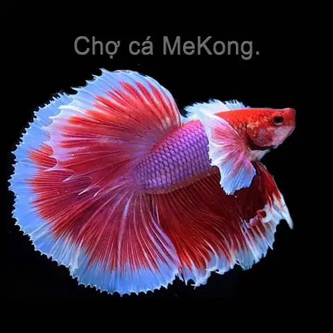 Cá Betta Dumbo Halfmoon