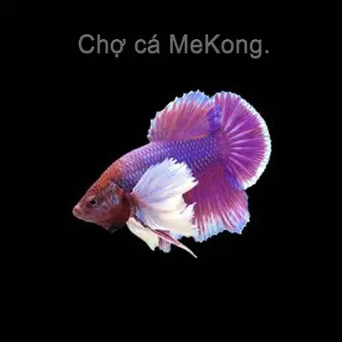 Cá Betta Dumbo Là Gì ? Nguồn Gốc Xuất Xứ Ở Đâu