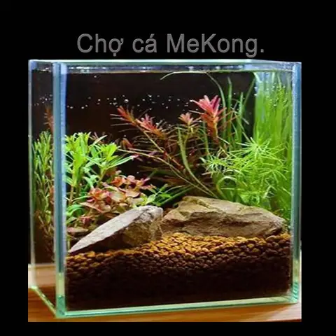 Chọn Bể Nuôi Cá