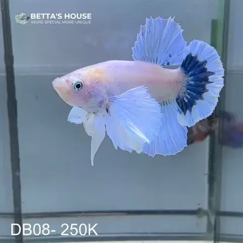 Db08 Cá Trống Betta Dumbo Halfmoon – Betta's House - Cửa Hàng ...