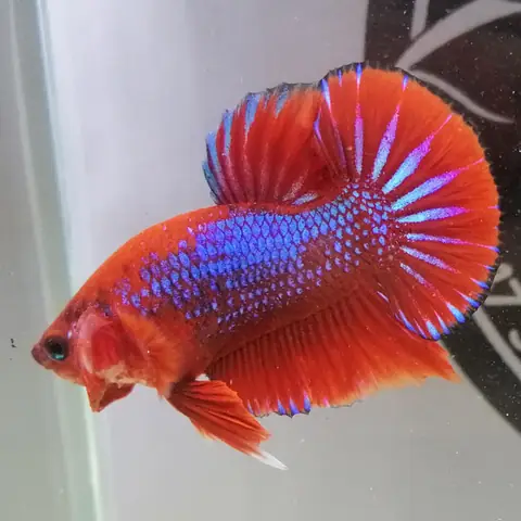 Cá Betta Fancy Giá Bao Nhiêu? Yếu Tố Nào Quyết Định?