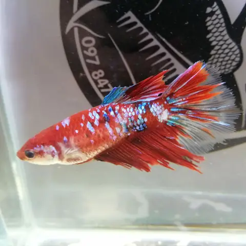 Vai Trò Của Cá Betta Mái