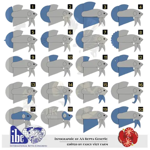 Cá Betta Form Chuẩn: Bí Quyết Bung Vây, Lên Màu Đỉnh Cao