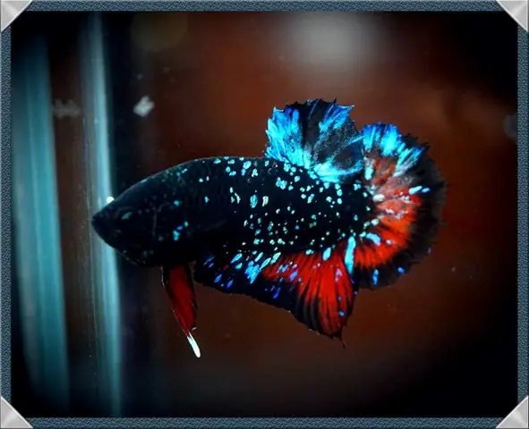Vẻ Đẹp Cá Betta Galaxy: Hướng Dẫn Nhận Biết Và Chăm Sóc