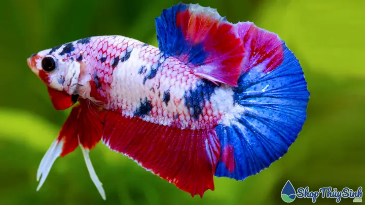 Cá Betta Galaxy Đẹp