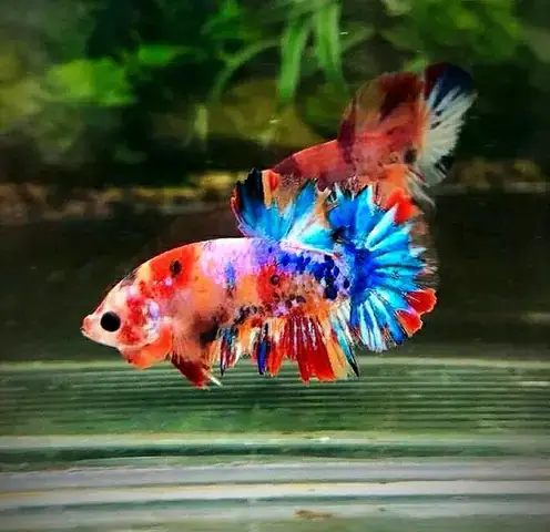 Kết Luận Kết Luận