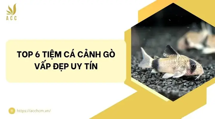 Top 6 Tiệm Cá Cảnh Gò Vấp Đẹp Uy Tín
