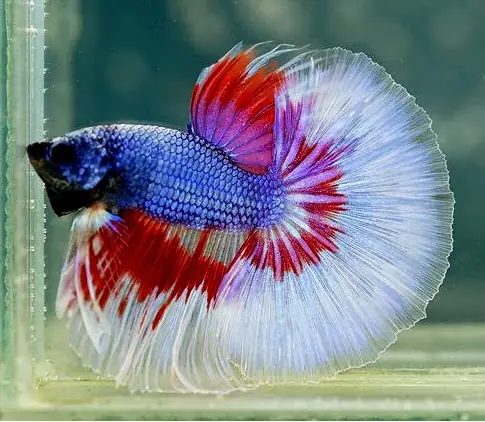 Cẩm Nang Về Cá Betta Hải Phòng Cho Người Chơi Sành Điệu
