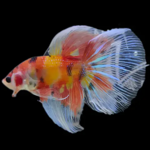 Cá Betta Halfmoon Nemo