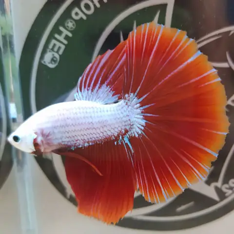 Cá Betta Halfmoon Rồng Đỏ