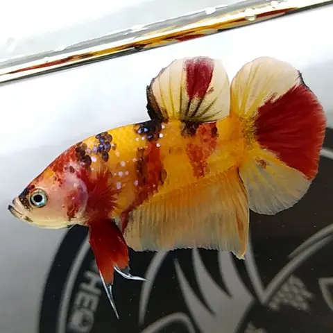 Nguồn Gốc Betta Nemo, Betta Candy Và Cách Lai Tạo Betta Nemo , Betta Candy