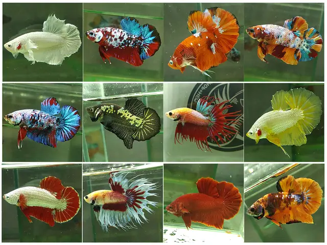 Cá Betta Koi Giá Bao Nhiêu