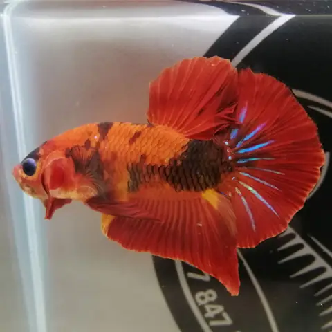 Cá Betta Koi Nemo