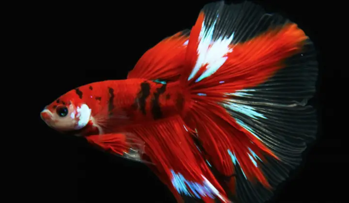 Cá Betta Koi Halfmoon