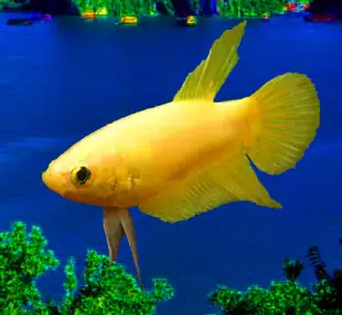 Mức Giá Của Cá Betta Mái