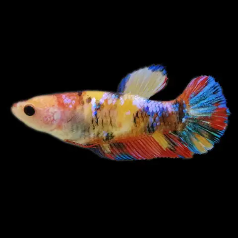 Vai Trò Của Cá Betta Mái Là Gì?