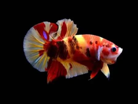 Cá Betta Koi Nemo Galaxy - Vi Sinh Cá Cảnh Aquarium Care