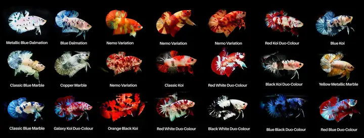 Nuôi Cá Đúng Cách