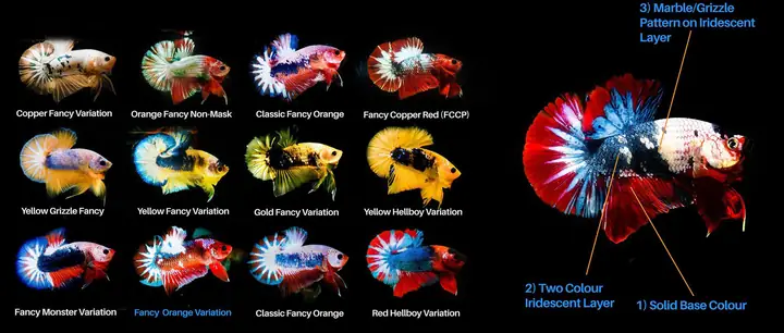 Nuôi Cá Đúng Cách