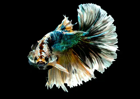 Cá Betta Lột Vảy